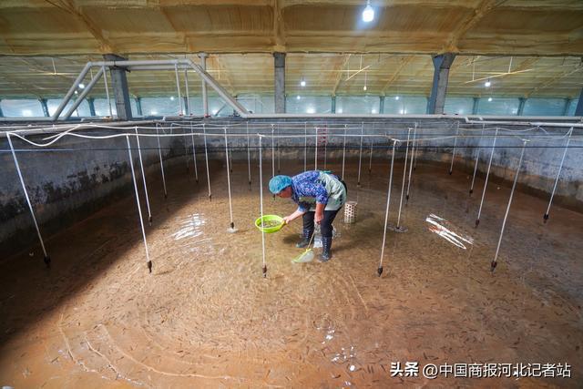 河北滦南:半滑舌鳎养殖忙